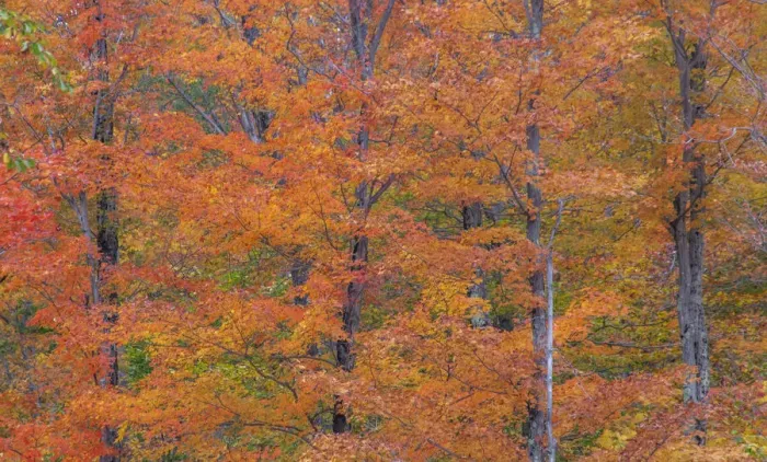Framed Print : USA, New Hampshire, Franconia hardwood forest of maple trees in Autumn Framed Print : USA, New Hampshire, Franconia hardwood forest of maple trees in Autumn