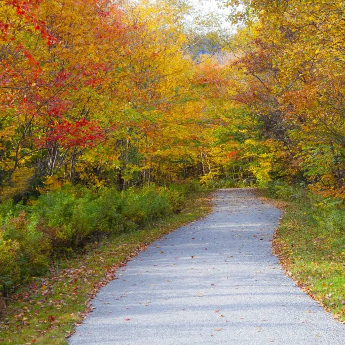 Framed Print : USA, New Hampshire, Franconia, one lane roadway with fallen Autumn leaves Framed Print : USA, New Hampshire, Franconia, one lane roadway with fallen Autumn leaves