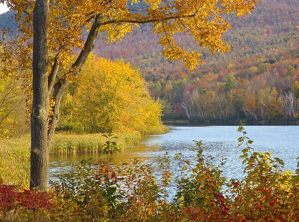 USA, New Hampshire, Franconia, small lake surrounded by Fall color of Maple, White Birch
