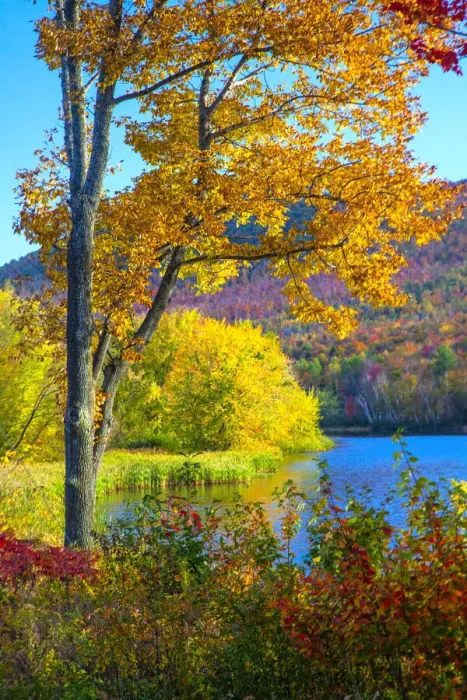Framed Print : USA, New Hampshire, Franconia, small lake surrounded by Fall color of Maple, White Birch Framed Print : USA, New Hampshire, Franconia, small lake surrounded by Fall color of Maple, White Birch