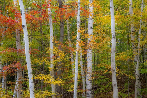 USA, New Hampshire, Gorham, White Birch tree trunks surrounded by Fall colors from Maple