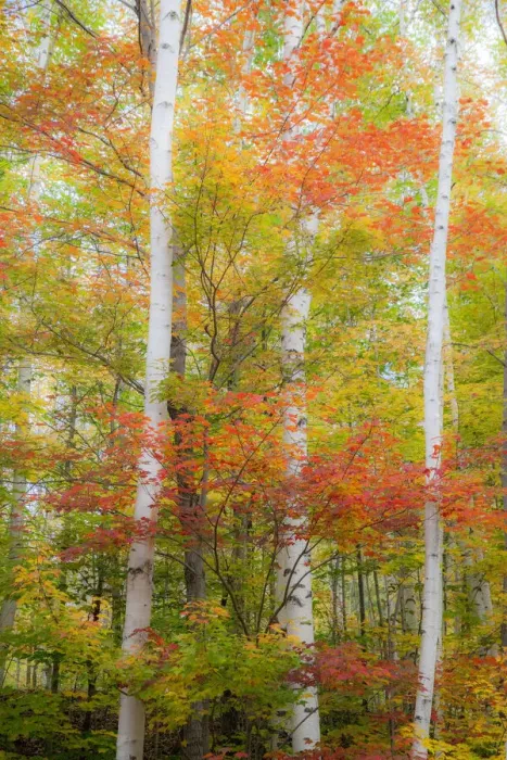 Framed Print : USA, New Hampshire, Gorham, White Birch tree trunks surrounded by Fall colors from Maple Framed Print : USA, New Hampshire, Gorham, White Birch tree trunks surrounded by Fall colors from Maple