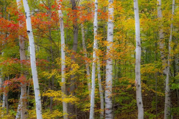 Framed Print : USA, New Hampshire, Gorham, White Birch tree trunks surrounded by Fall colors from Maple Framed Print : USA, New Hampshire, Gorham, White Birch tree trunks surrounded by Fall colors from Maple