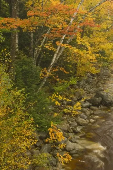 Framed Print : USA, New Hampshire, Harts Location, White Mountain National Forest, trees with fall