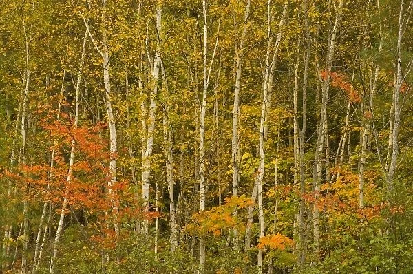 USA, New Hampshire, Harts Location, White Mountain National Forest, stand of birch