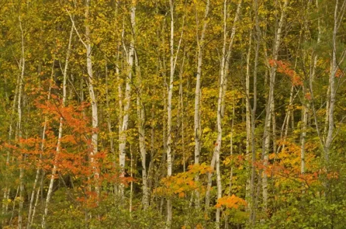 Framed Print : USA, New Hampshire, Harts Location, White Mountain National Forest, stand of birch Framed Print : USA, New Hampshire, Harts Location, White Mountain National Forest, stand of birch