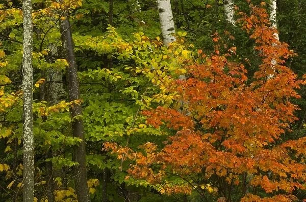 USA, New Hampshire, Harts Location, White Mountain National Forest, birch trees with