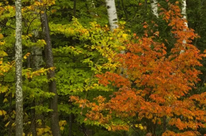 Framed Print : USA, New Hampshire, Harts Location, White Mountain National Forest, birch trees with Framed Print : USA, New Hampshire, Harts Location, White Mountain National Forest, birch trees with