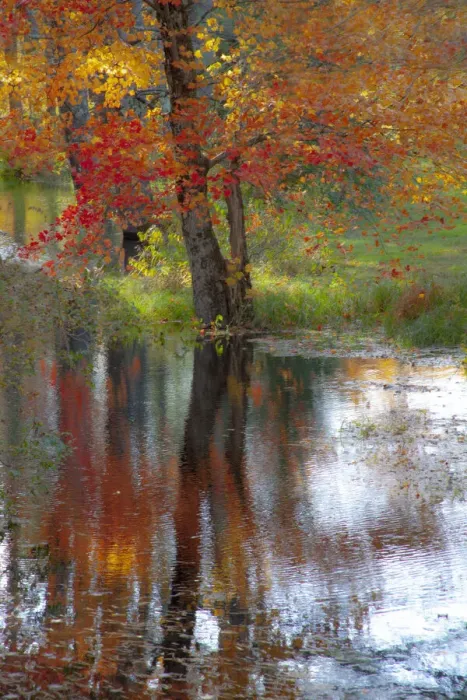 Framed Print : USA, New Hampshire, Jackson, Autumn in New England with Fall Color of Maple Tree