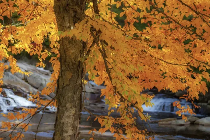 Framed Print : USA, New Hampshire, Jackson, Jackson Falls with American Beech in full Autumn color