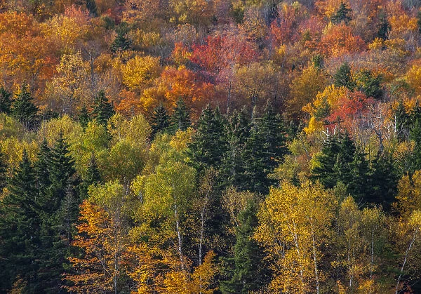 USA, New Hampshire just north of Jackson on highway 16 with the hillside covered in