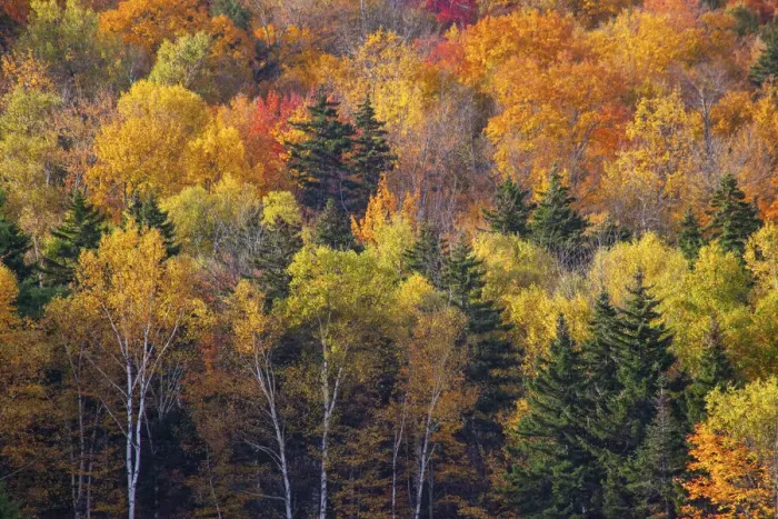 Framed Print : USA, New Hampshire just north of Jackson on highway 16 with the hillside covered in Framed Print : USA, New Hampshire just north of Jackson on highway 16 with the hillside covered in