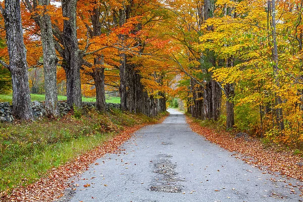 USA, New Hampshire, One lane road lined with Maple trees and stone fence in Autumn