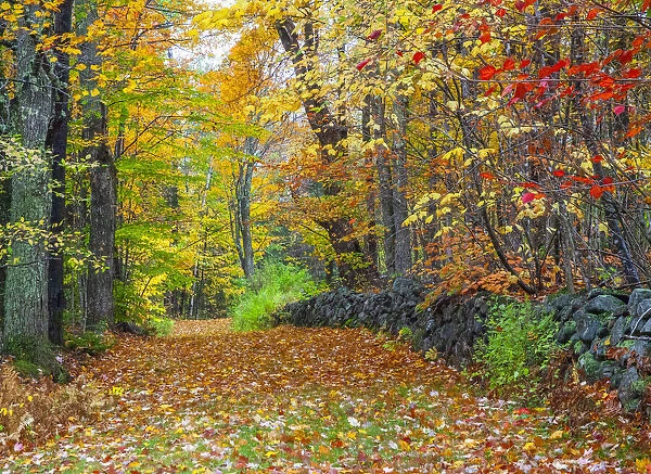 USA, New Hampshire leaf covered lane Autumn colors and stone fence