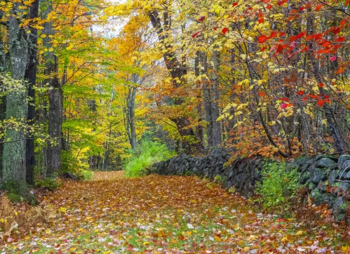 Framed Print : USA, New Hampshire leaf covered lane Autumn colors and stone fence Framed Print : USA, New Hampshire leaf covered lane Autumn colors and stone fence
