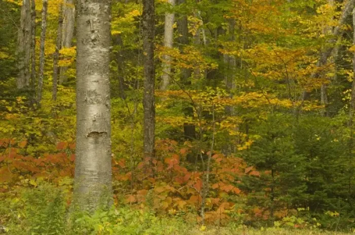 Framed Print : USA, New Hampshire, Livermore, White Mountain National Forest, fall foliage forest Framed Print : USA, New Hampshire, Livermore, White Mountain National Forest, fall foliage forest