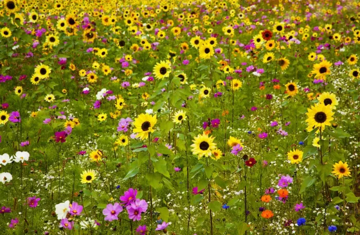 Framed Print : USA, New Hampshire meridian planted with sunflowers and cosmos flowers along Interstate Framed Print : USA, New Hampshire meridian planted with sunflowers and cosmos flowers along Interstate