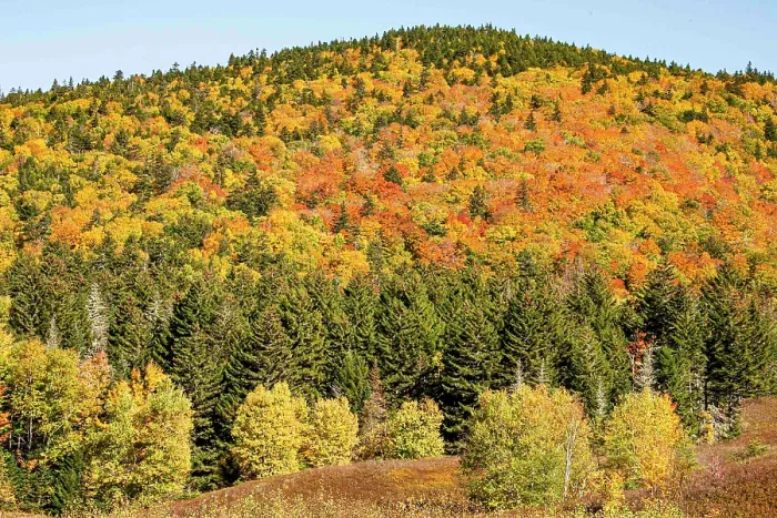 Framed Print : USA, New Hampshire. Mount Washington, Bretton Woods Resort, fall foliage at foot of Mt. Washington Framed Print : USA, New Hampshire. Mount Washington, Bretton Woods Resort, fall foliage at foot of Mt. Washington