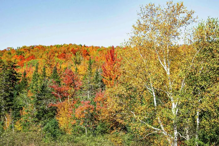 Framed Print : USA, New Hampshire. Mount Washington, Bretton Woods Resort, fall foliage at foot of Mt. Washington