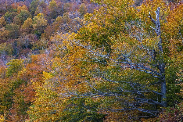 USA, New Hampshire, New England Fall colors on hillsides along highway 16 north of