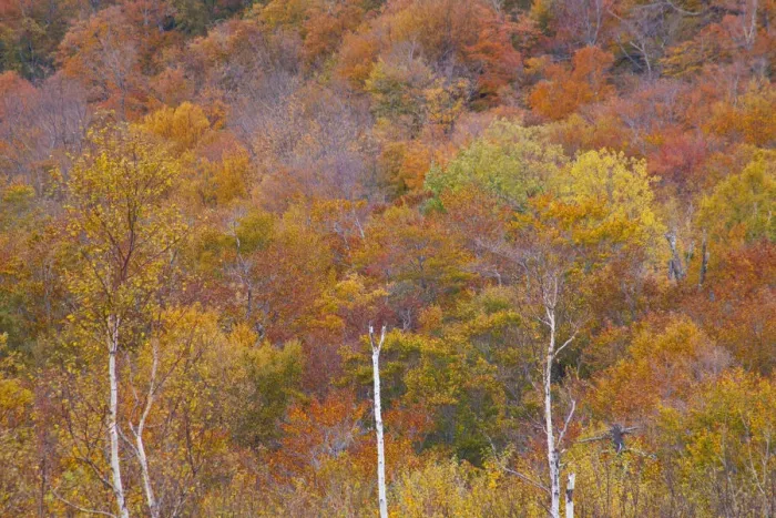 Framed Print : USA, New Hampshire, New England Fall colors on hillsides along highway 16 north of Framed Print : USA, New Hampshire, New England Fall colors on hillsides along highway 16 north of