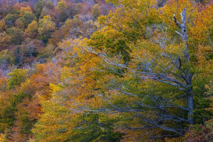 Framed Print : USA, New Hampshire, New England Fall colors on hillsides along highway 16 north of Framed Print : USA, New Hampshire, New England Fall colors on hillsides along highway 16 north of