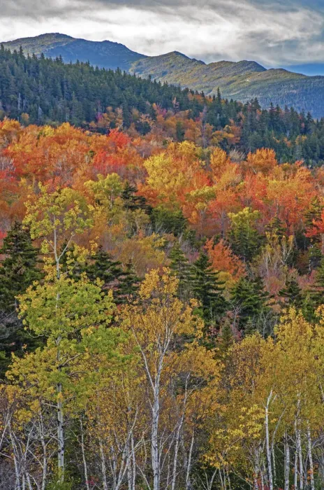 Framed Print : USA, New Hampshire, New England Fall colors on hillsides along highway 16 north of Framed Print : USA, New Hampshire, New England Fall colors on hillsides along highway 16 north of