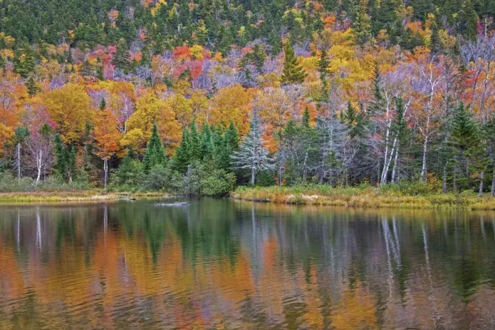 Framed Print : USA, New Hampshire, New England Fall colors reflected in the waters of the Saco River Framed Print : USA, New Hampshire, New England Fall colors reflected in the waters of the Saco River