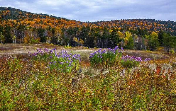 USA, New Hampshire, New England field off of highway 302 with Autumn daisies