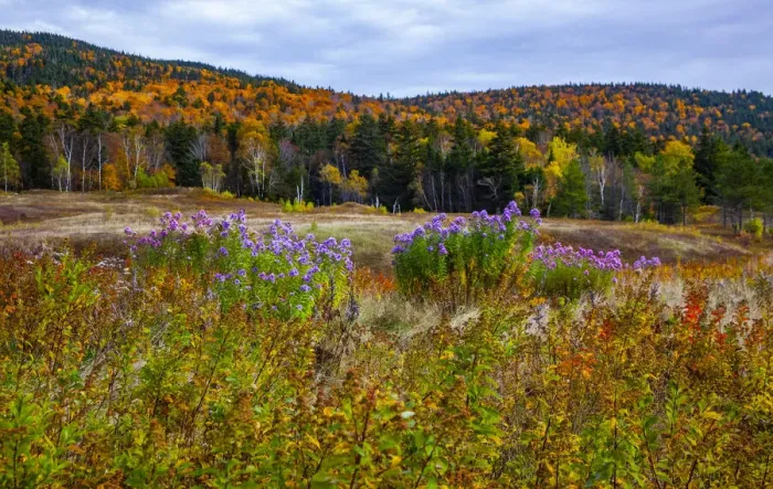 Framed Print : USA, New Hampshire, New England field off of highway 302 with Autumn daisies Framed Print : USA, New Hampshire, New England field off of highway 302 with Autumn daisies