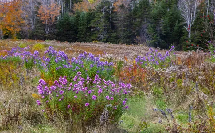 Framed Print : USA, New Hampshire, New England field off of highway 302 with Autumn daisies