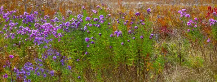 Framed Print : USA, New Hampshire, New England field off of highway 302 with Autumn daisies