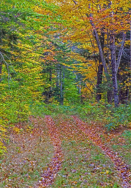 USA, New Hampshire, New England tracks into hardwood forest Autumn