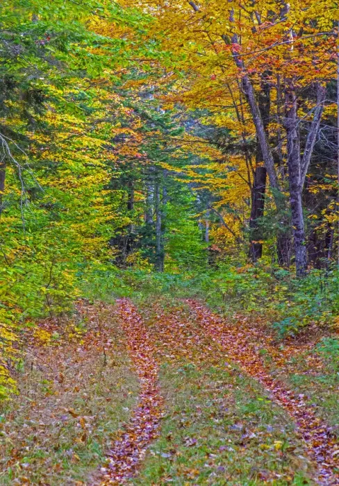 Framed Print : USA, New Hampshire, New England tracks into hardwood forest Autumn
