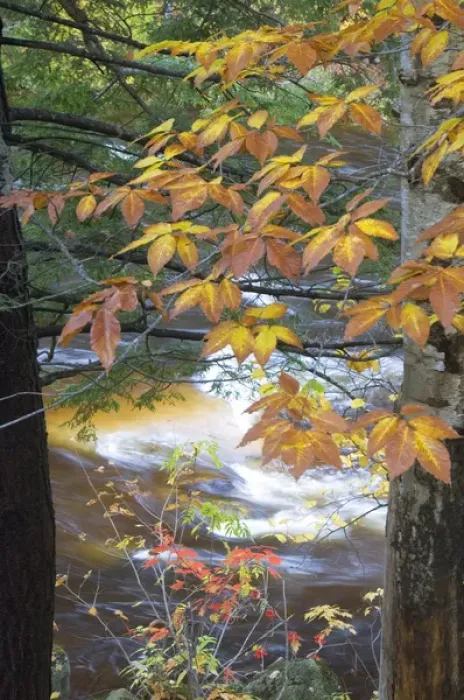 Framed Print : USA, New Hampshire, Stream and fall foliage Framed Print : USA, New Hampshire, Stream and fall foliage