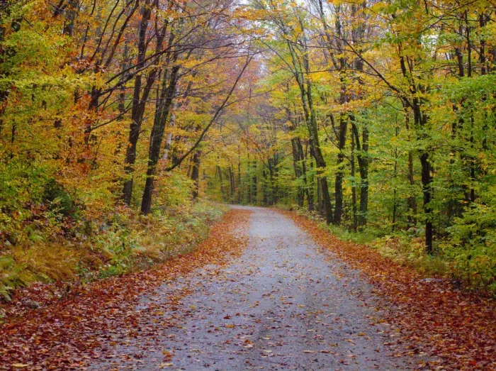 Framed Print : USA, New Hampshire, Sugar Hill wet and foggy morning along roadway in Autumn colors Framed Print : USA, New Hampshire, Sugar Hill wet and foggy morning along roadway in Autumn colors