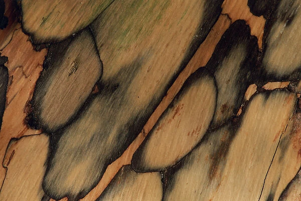 USA, New Hampshire. Tree bark pattern. Credit as: Marie Bush  /  Jaynes Gallery  /  DanitaDelimont