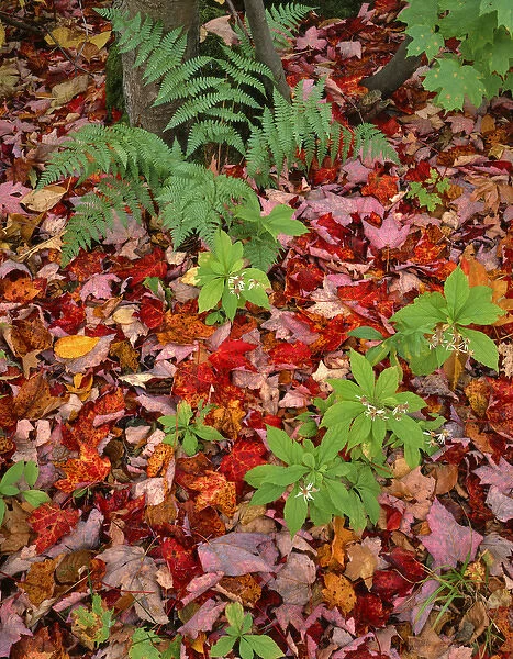 USA, New Hampshire, White Mountain National Forest. Fall leaves on forest floor. Credit as
