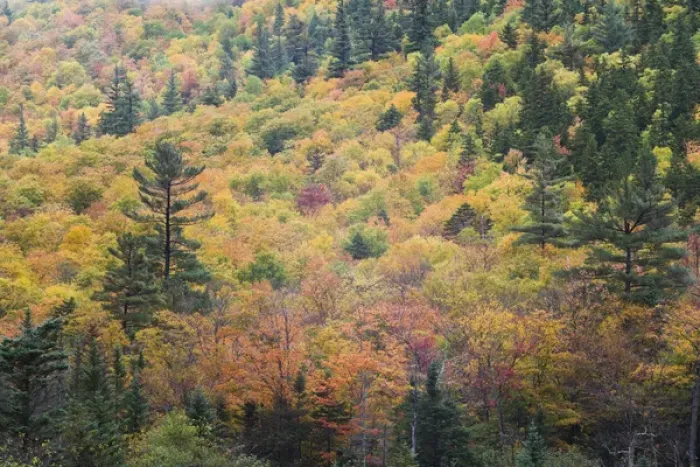 Framed Print : USA, New Hampshire, White Mountains, Crawford Notch, fall foliage by Mount Washington