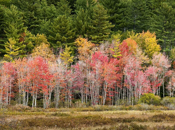 USA, New Hampshire, White Mountains, Young maples in autumn