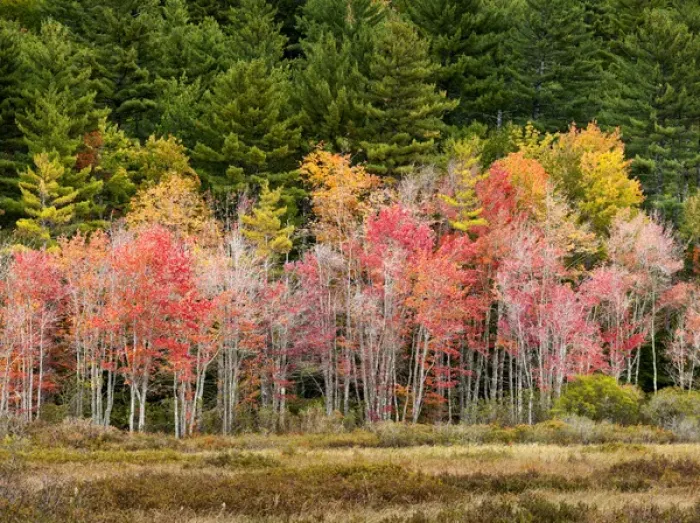 Framed Print : USA, New Hampshire, White Mountains, Young maples in autumn Framed Print : USA, New Hampshire, White Mountains, Young maples in autumn