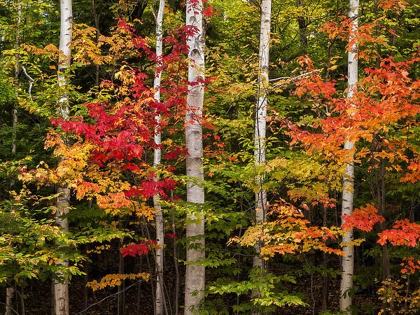 USA, New Hampshire, White Mountains, Maples and white birch along Kancamagus Highway