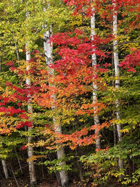 USA, New Hampshire, White Mountains, Maples and white birch along Kancamagus Highway