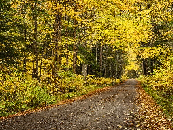 USA, New Hampshire, White Mountains, Fall color along Jefferson Notch Road