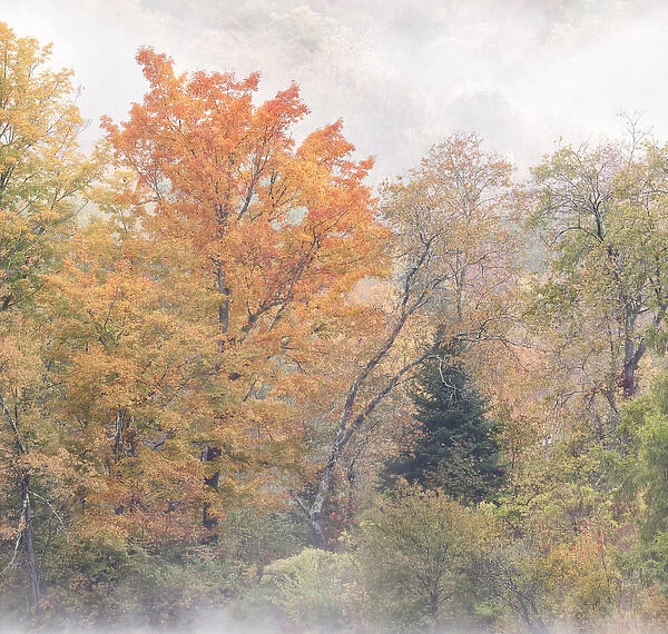 USA, New Hampshire, White Mountains, Fog swirls around maples at Coffin Pond