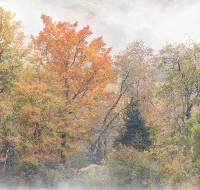 Framed Print : USA, New Hampshire, White Mountains, Fog swirls around maples at Coffin Pond Framed Print : USA, New Hampshire, White Mountains, Fog swirls around maples at Coffin Pond
