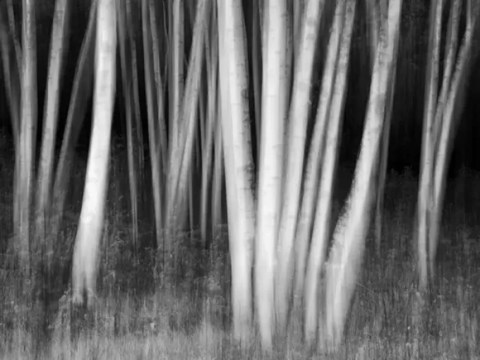 Framed Print : USA, New Hampshire, White Mountains, White birches abstract Framed Print : USA, New Hampshire, White Mountains, White birches abstract
