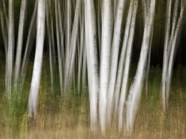 USA, New Hampshire, White Mountains, White birches abstract