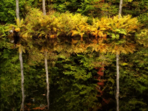 USA, New Hampshire, White Mountains, Fern reflections