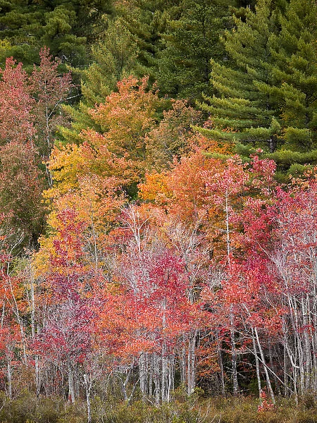 USA, New Hampshire, White Mountains, Colorful maples beside a bog